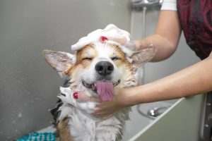 best dog bathtubs for home use
