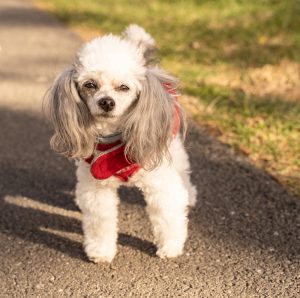Dogs That Don't Shed: Hypoallergenic Breeds