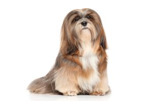 Lhasa dogs that don't shed