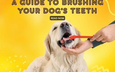 A Guide to Brushing Your Dog's Teeth