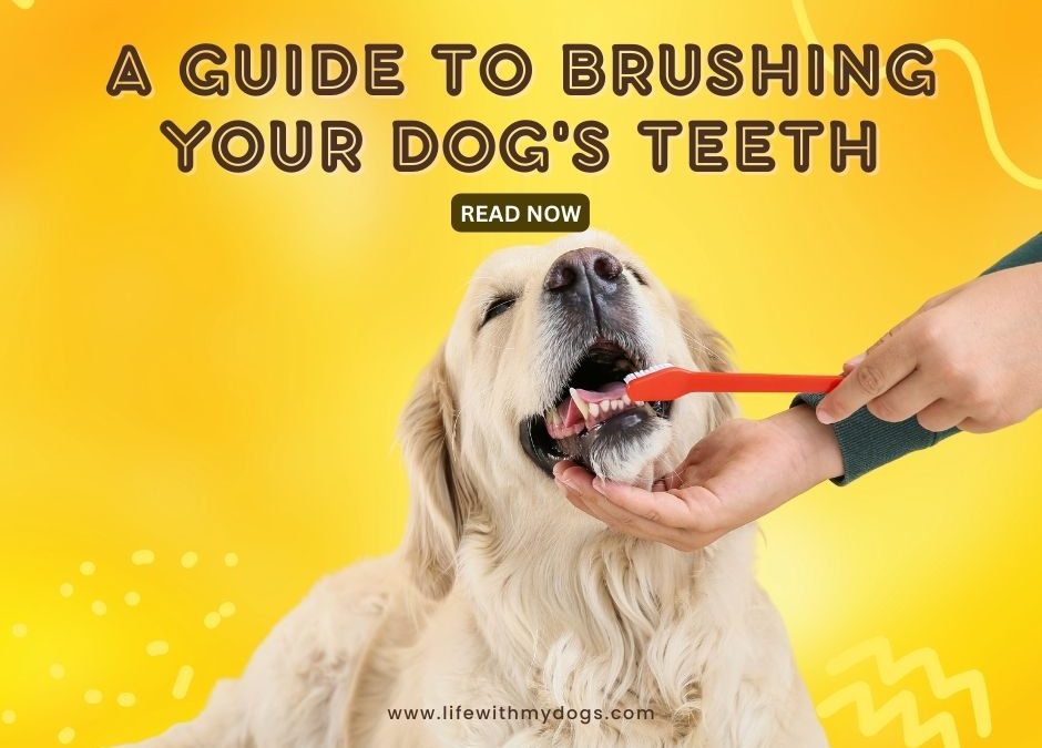 A Guide to Brushing Your Dog’s Teeth