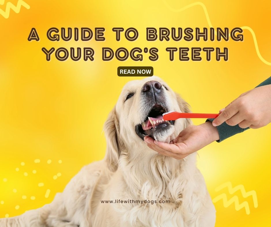 a-guide-to-brushing-your-dog-s-teeth-life-with-my-dogs