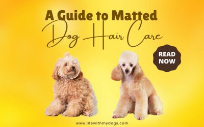 A Guide to Matted Dog Hair Care
