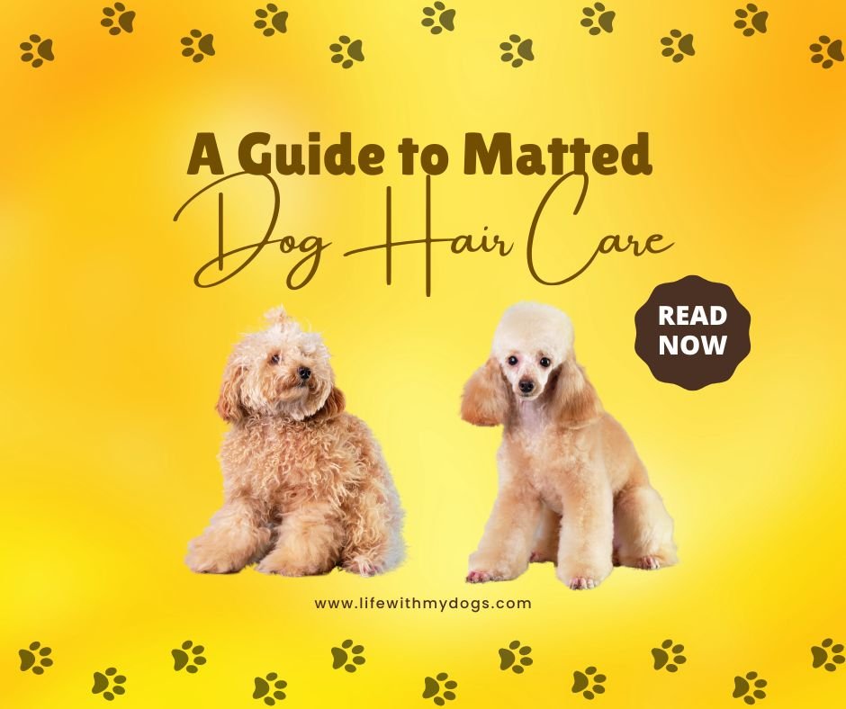 A Guide to Matted Dog Hair Care Life With My Dogs