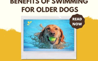 Benefits of Swimming for Older Dogs