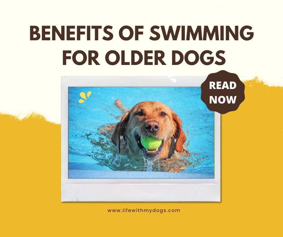 Benefits of Swimming for Older Dogs Life With My Dogs