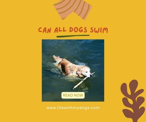 Can All Dogs Swim - Life With My Dogs