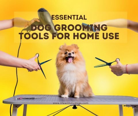 Essential Dog Grooming Tools for Home Use - Life With My Dogs