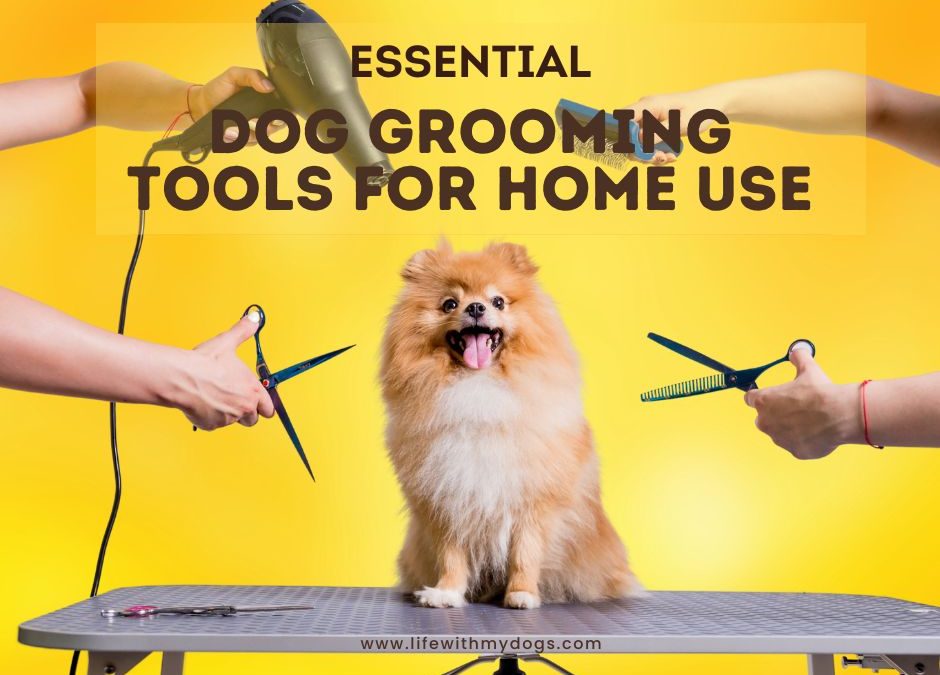 Essential Dog Grooming Tools for Home Use