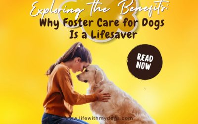 Exploring the Benefits Why Foster Care for Dogs Is a Lifesaver