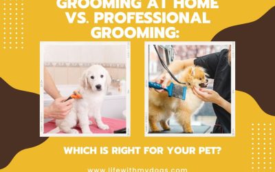 Grooming at Home vs. Professional Grooming Which is Right for Your Pet