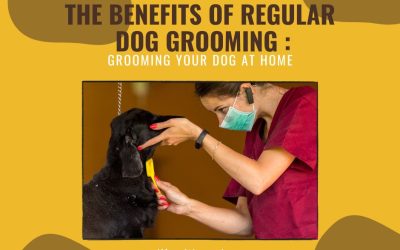 The Benefits of Regular Dog Grooming Grooming Your Dog at Home