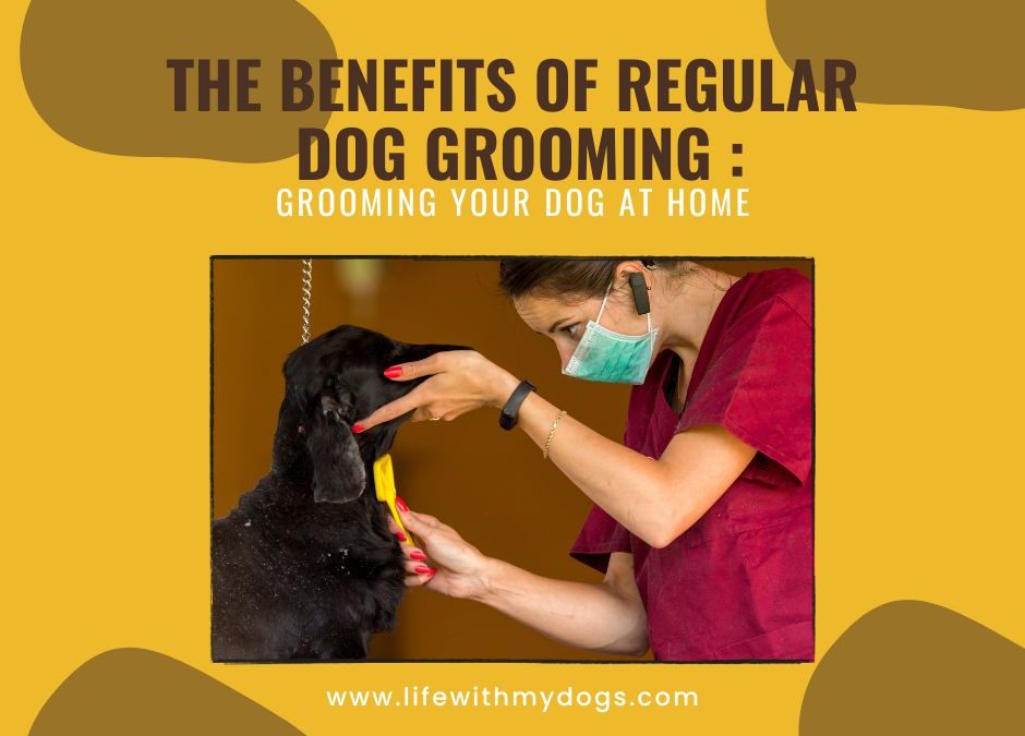 The Benefits of Regular Dog Grooming : Grooming Your Dog at Home