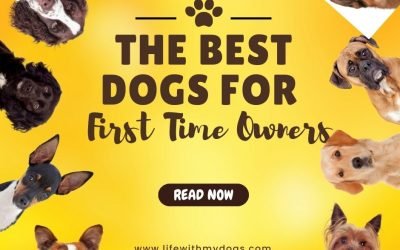 The Best Dogs for First Time Owners