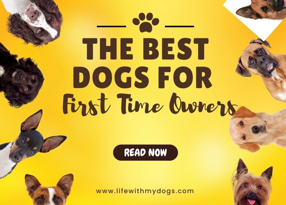 The Best Dogs for First Time Owners