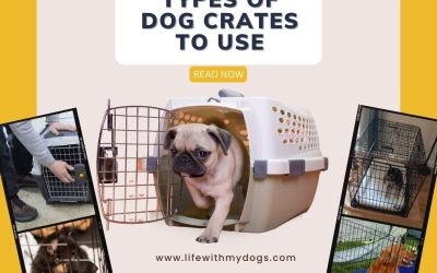 Types Of Dog Crates To Use