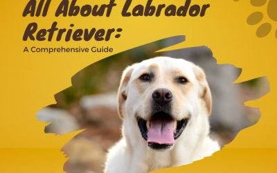 All About Labrador Retriever: A Comprehensive Guide
