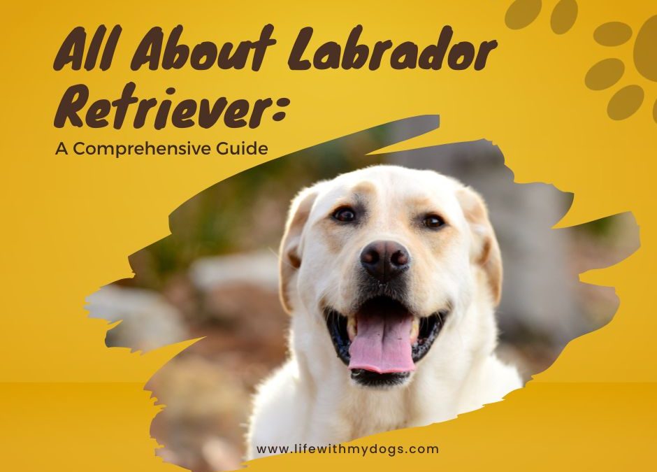 All About Labrador Retriever: A Comprehensive Guide