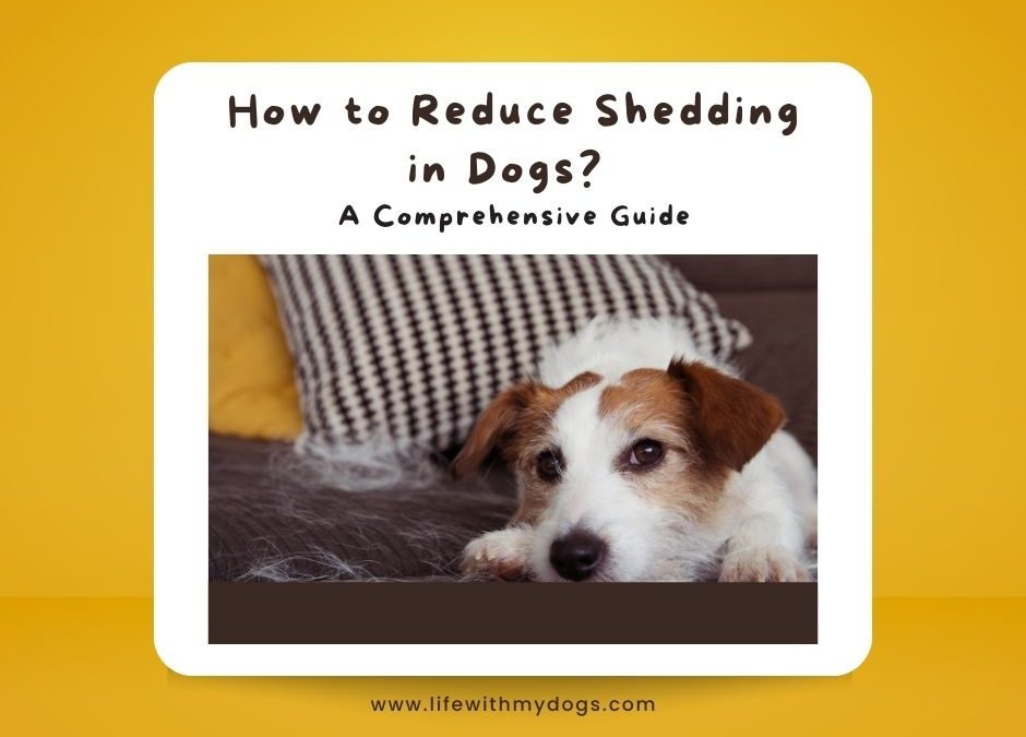 How to Reduce Shedding in Dogs? A Comprehensive Guide