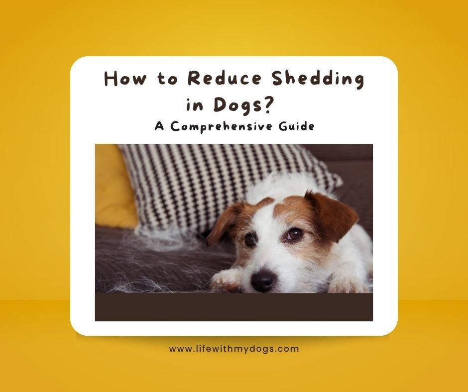 how-to-reduce-shedding-in-dogs-a-comprehensive-guide