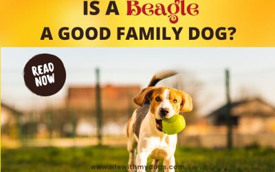 Is A Beagle A Good Family Dog?