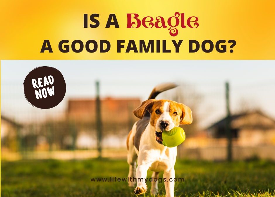 Is A Beagle A Good Family Dog? Find Out Here