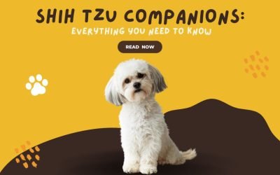 Shih Tzu Companions Everything You Need to Know
