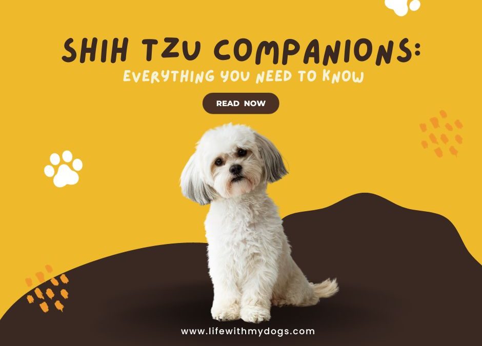 Shih Tzu Companions Everything You Need to Know