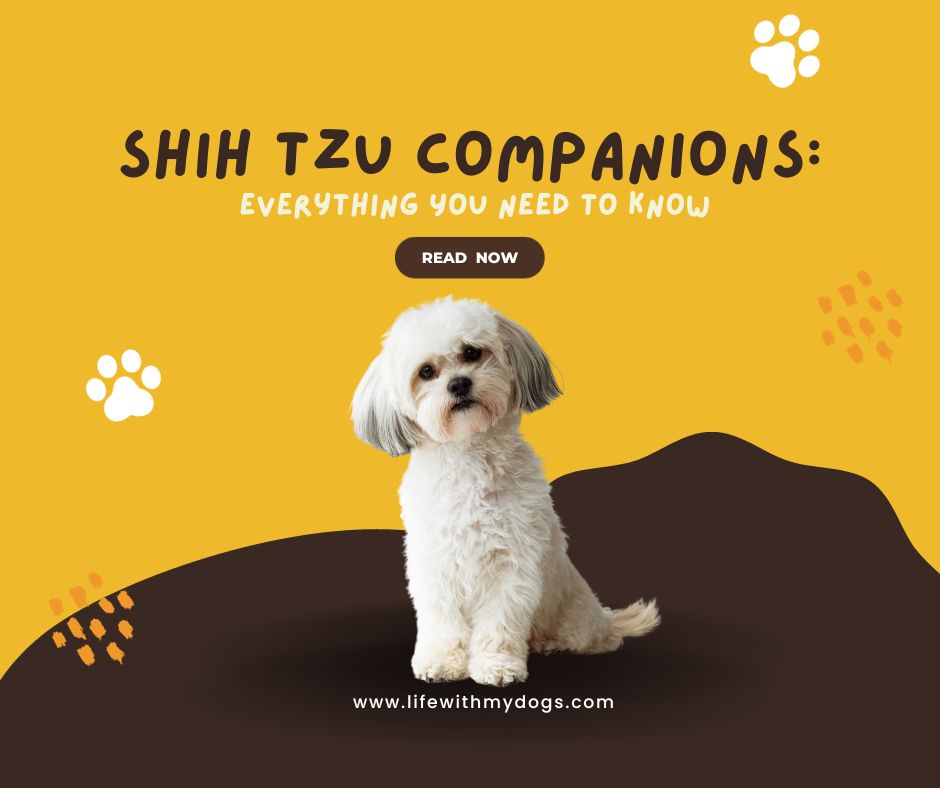 Shih Tzu Companions: Everything You Need to Know - Life With My Dogs
