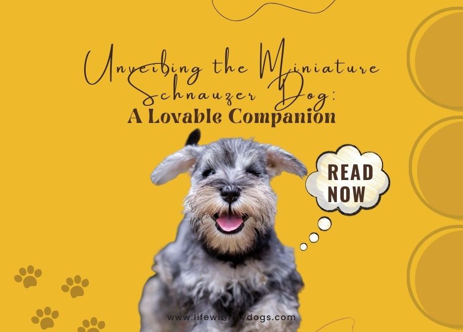Unveiling the Miniature Schnauzer Dog: A Lovable Companion