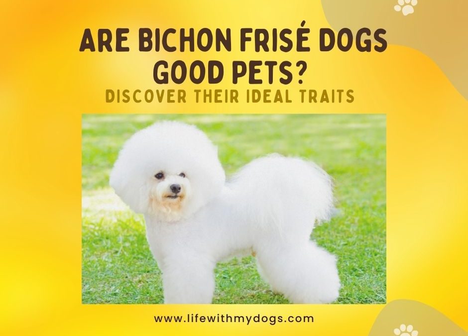 Are Bichon Frisé Dogs Good Pets? Discover Their Ideal Traits