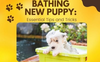 Bathing New Puppy Essential Tips and Tricks
