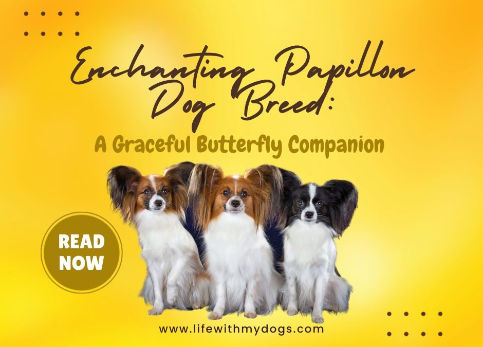 Enchanting Papillon Dog Breed A Graceful Butterfly Companion