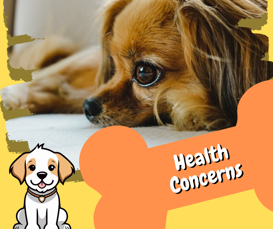 papillon dog breed health concerns