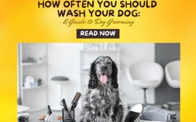 How Often You Should Wash Your Dog A Guide to Dog Grooming
