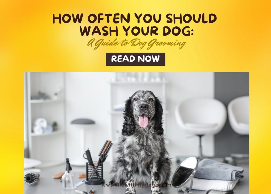 How Often You Should Wash Your Dog: A Guide to Dog Grooming