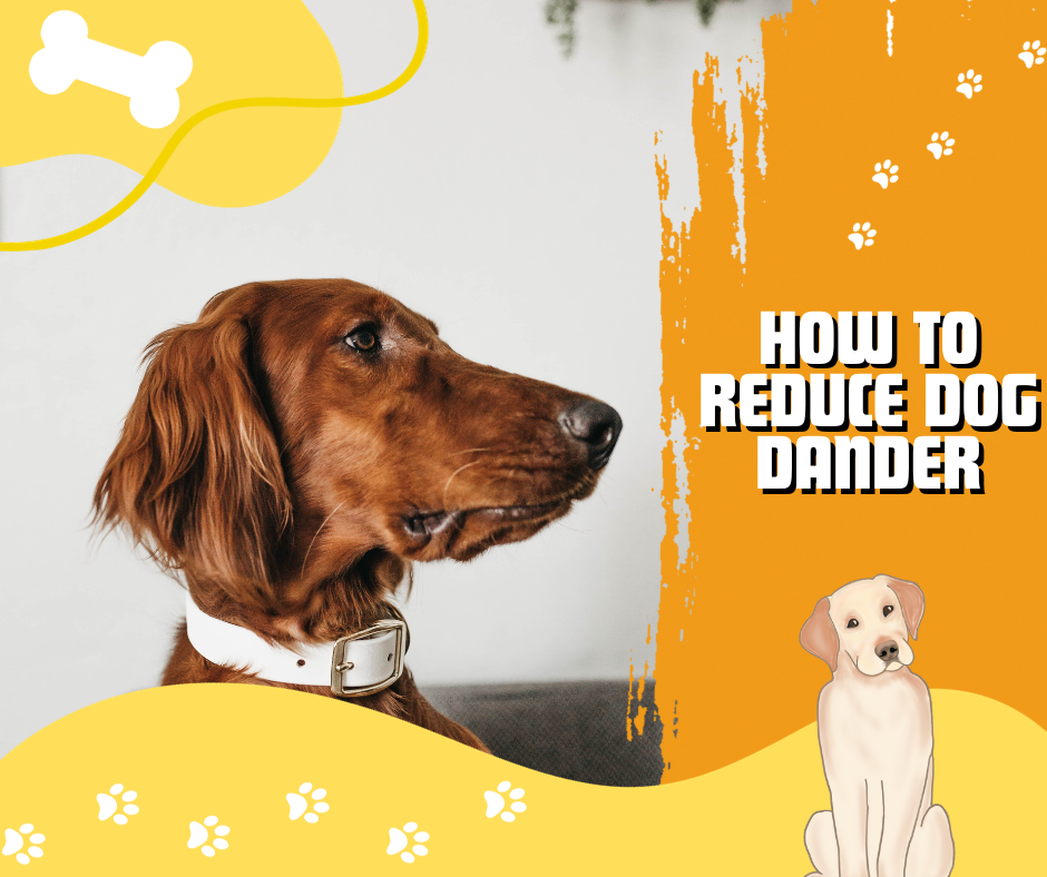 reduce dog dander, dander free