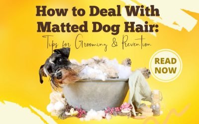 How to Deal With Matted Dog Hair Tips for Grooming & Prevention