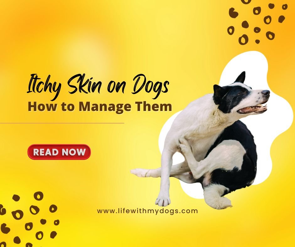 itchy-skin-on-dogs-how-to-manage-them-life-with-my-dogs