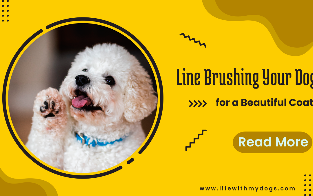Line Brushing Your Dog for a Beautiful Coat