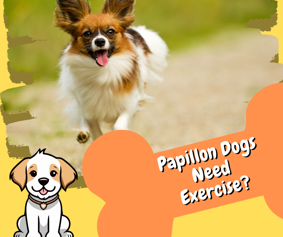 papillon dog breed exercise