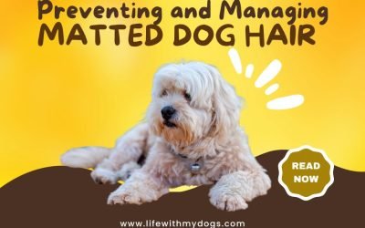 Preventing and Managing Matted Dog Hair
