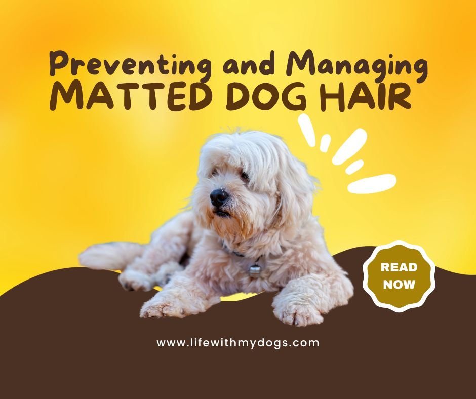 preventing-and-managing-matted-dog-hair-life-with-my-dogs