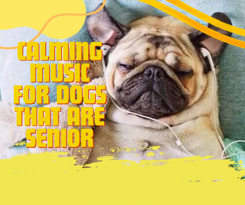 Calming Music for Dogs, senior dogs