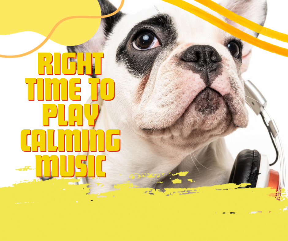 music to calm dogs, right time to play calming music for dogs