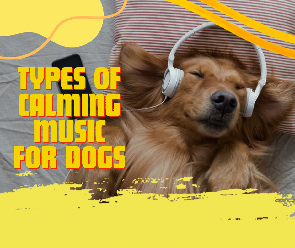 music playing, create audio tracks, anxious dog, musical notes
