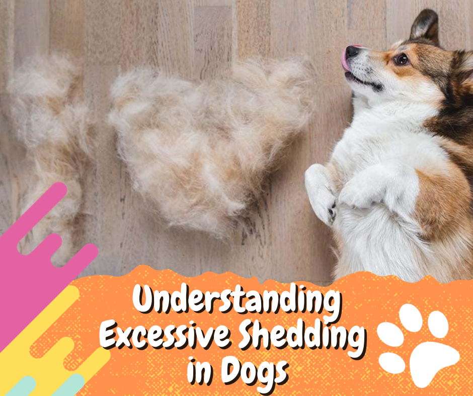 dog excessive shedding