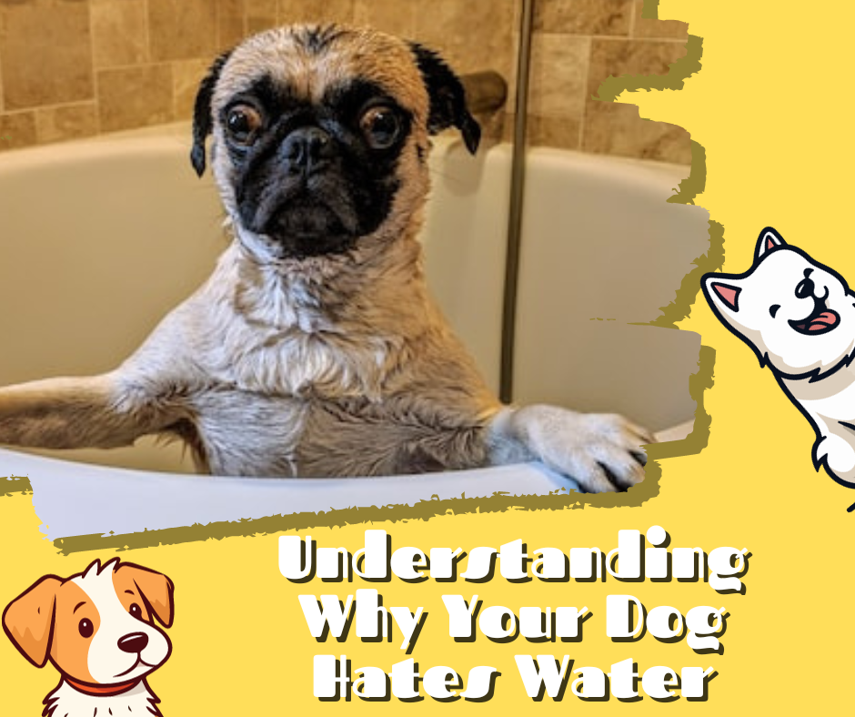  How to Bathe a Dog That Hates Water
