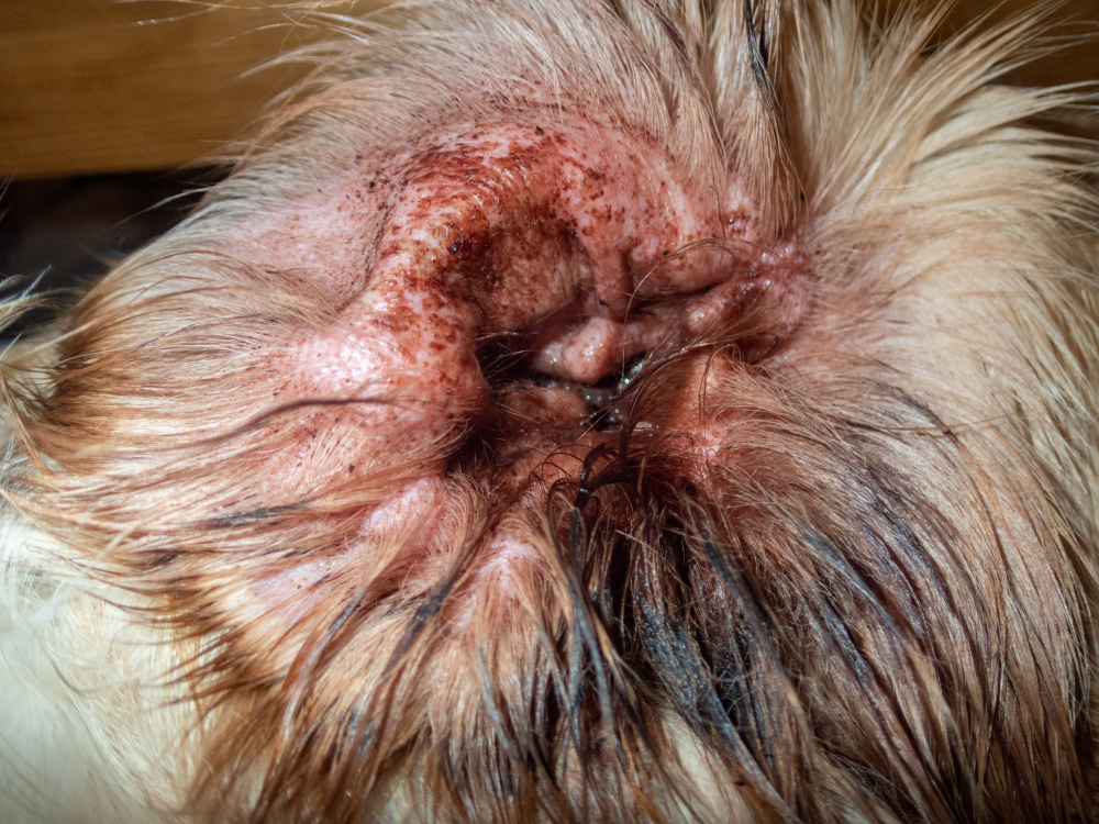 infected dog ear, cleaning dog ears