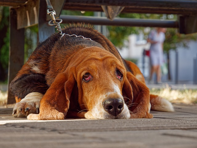 dog, basset hound, bloodhound